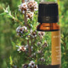 Fragonia Essential Oil 10mL (unboxed)