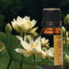 Lotus (White) in Jojoba 3% in joboba 10mL (unboxed)